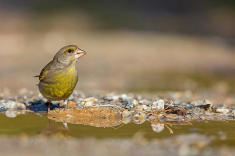 Greenfinch (Chloris chloris) Family of sparrows, male Lesbos, Greece, Europe