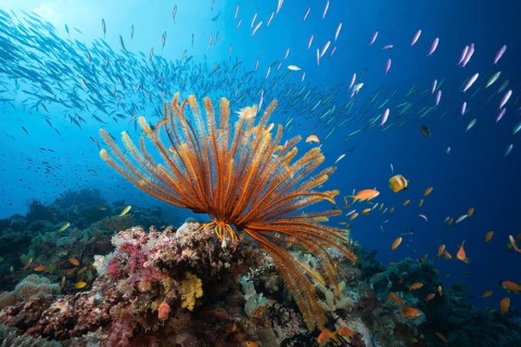 Reef with feather star and coral fish, Great Barrier Reef, Australia, Oceania