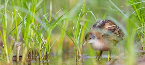 Little Crake, Little Crake, Small Crake, (Porzana parva), biotope, habitat, foraging, family of