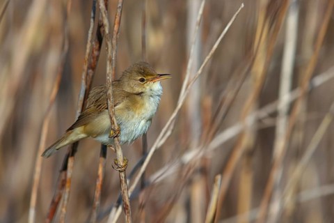 Reed Warbler, subspecies scirpaceus, (Acrocephalus scirpaceus scirpaceus), (Acrocephalus
