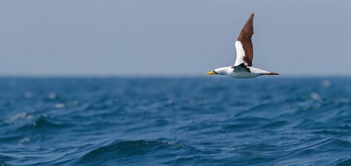 Masked booby, (Sula dactylatra), flies over the sea, flight photo, animals, birds, family of