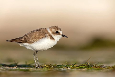 Animals, birds, plover, Kentish plover, (Charadrius alexandrinus), biotope, habitat, foraging, Barr
