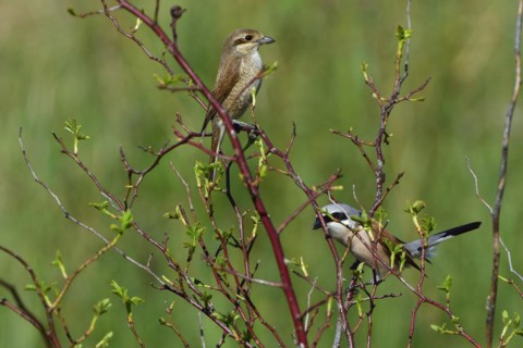 Red-backed shrike, Lanius collurio, Red-backed shrike male, male, female, courtship display