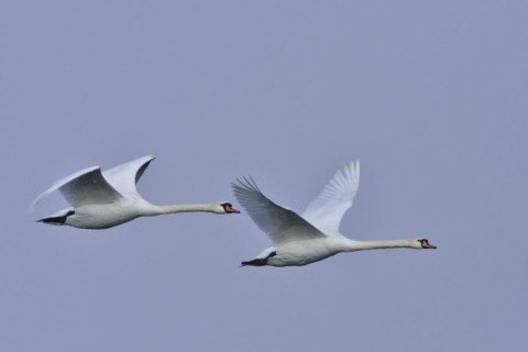 Mute swans in flight