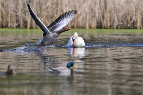 Mute Swan and Greylag Goose during the mating season