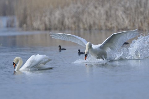 Mute Swan (Mating Pair), Mute Swan (Pair courting)