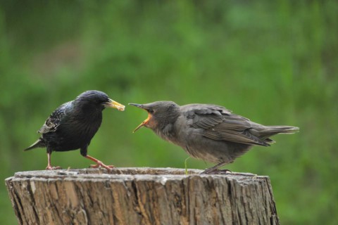 Star, European Starling, Sturnus vulgaris