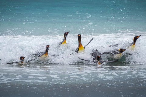 King penguins (Aptenodytes patagonicus), on the beach, Volunteer Point, Falkland Islands, Great