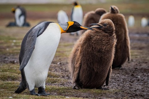 King penguins (Aptenodytes patagonicus), juvenile begging for food, Volunteer Point, Falkland