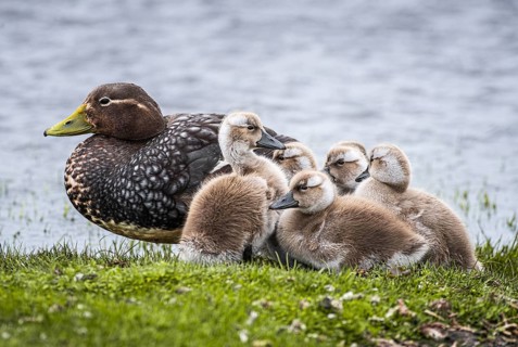 Falkland Steamer Duck (Tachyeres brachydactyla), female with chicks, Bleaker Island, Falkland