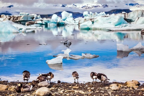 Flock of geese grazing on the lagoon. Sunrise illuminates the glacier Vatnajokull and water of Ice
