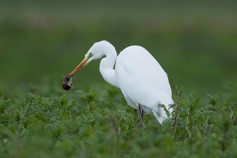 Great egret with mouse in beak standing in green meadow looking left