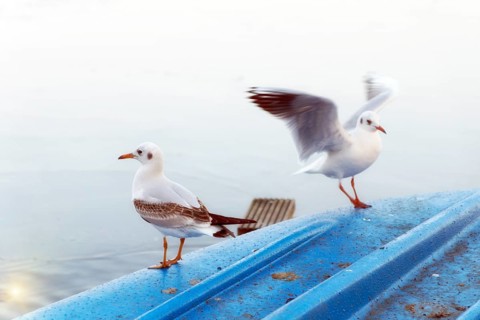 Seagulls land on a blue boat