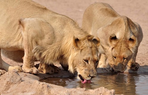 Lions drinking in the Kgalagadi Transfrontier Park, Kalahari Desert, South Africa, Africa