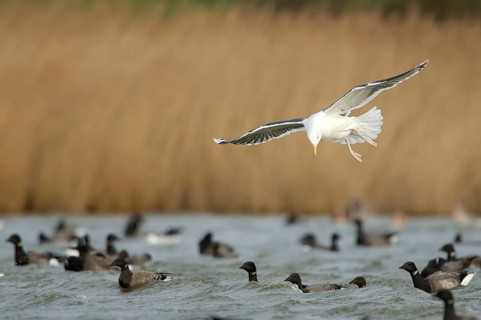 Landing Black-backed Gull
