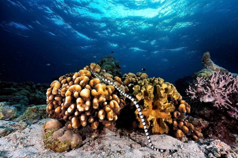 A picture of a marine snake in the coral reef