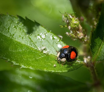 Macro of a ladybug on a flower which is full of lice