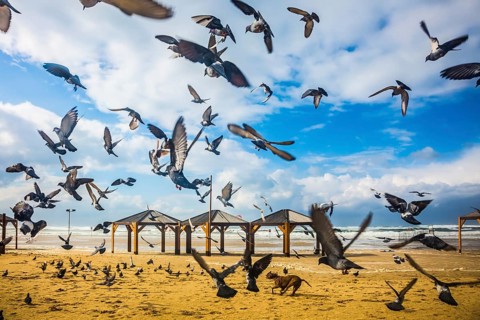 The windy January day in the Mediterranean. Large flock of pigeons taking off in fright from sandy