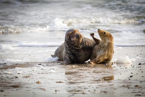 Grey seals (Halichoerus grypus) on Heligoland, Germany, Europe