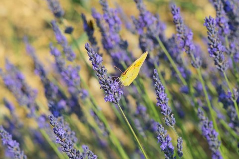 Common brimstone butterfly on Lavender flowers