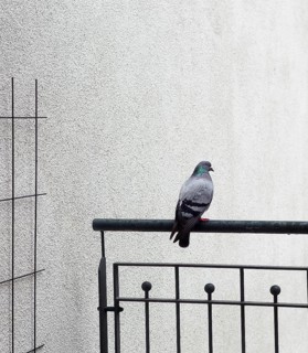 Pigeon sitting on a railing on a balcony in Hamburg, Germany 2016