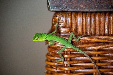 Green lizard as animal visitor on cupboard in living room