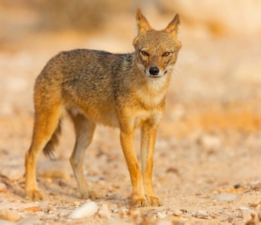 Golden jackal, (Canis aureus), animals, mammals, jackal, related to the wolf, Road to Ezuz, Ezuz,