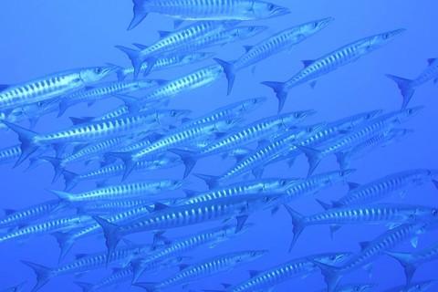 Darkfin barracuda (Sphyraena qenie)