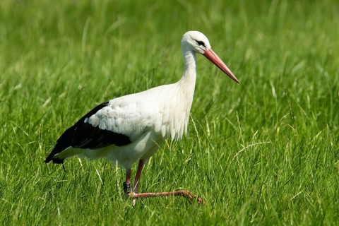 White stork (Ciconia ciconia)