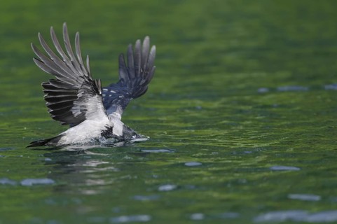 Hooded Crow (Corvus corone cornix)
