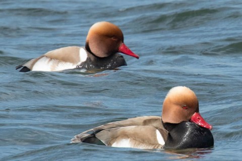 Red-crested pochard (Netta rufina)