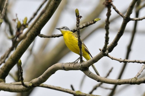 Yellow wagtail (Motacilla flava)
