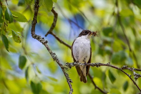 Pied flycatcher - male with food (Ficedula hypoleuca)
