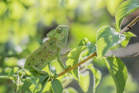 Mediterranean chameleon (Chamaeleo chamaeleon)