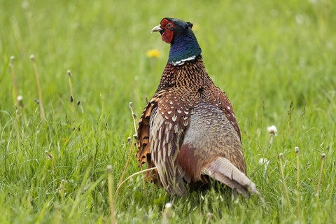 Hunting Pheasant (Phasianus colchicus)