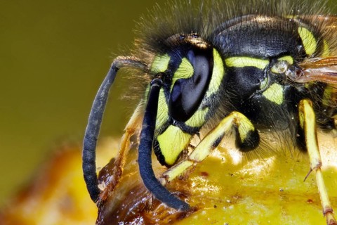 Common wasp on fallen fruit - plums (Vespula vulgaris)
