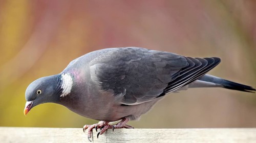 Wood pigeon (Columba palumbus)