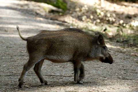 Wild boar (Sus scrofa)