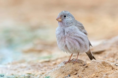 Desert Finch, Finch Family, Finch, Trumpeter Finch, (Rhodopechys githaginea), Roselin githagine,