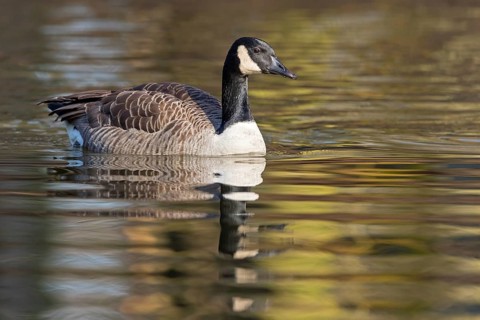 Canada goose, (Branta canadensis), animals, birds, goose, geese, duck family, Luisenpark, Mannheim,