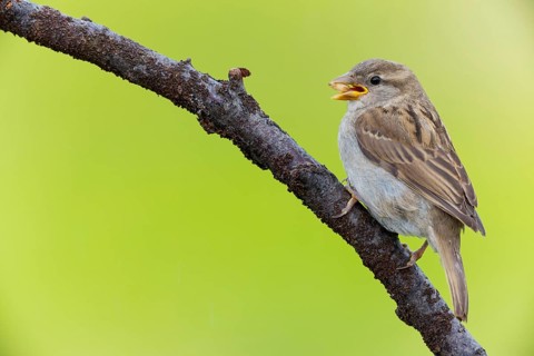 House sparrow, sparrow, house sparrow, (Passer domesticus), animals, birds, songbirds, sparrow