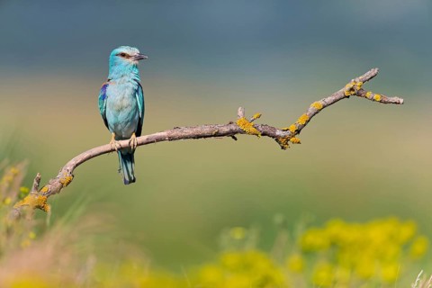 Roller, Almond Crow, (Coracias garrulus), animals, birds, raptors, raptor family, perch, biotope,