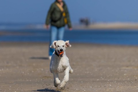 A dog, white king poodle runs with joy carrying a ball on the beach, De Cocksdorp, Eierland, Texel,