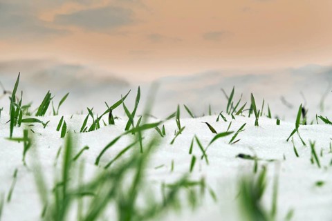 Farming in the North. Frost-resistant winter wheat under the first snow. A short winter day with