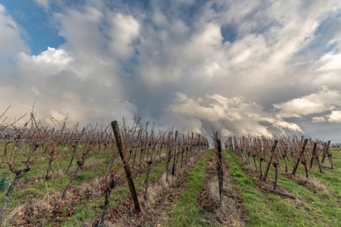 Landscape of the vineyard in rainy weather in late autumn. Wine route in Alsace. France