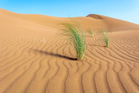 Drinn grass (Stipagrostis pungens) in the sand dunes of the Erg Chebbi desert in southern Morocco.