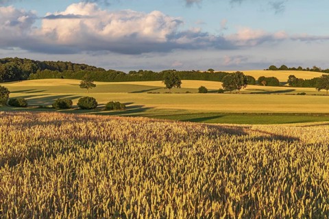 Wheat fields in sunset light near Malente in Schleswig-Holstein, Germany. Agricultural landscape