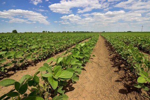 Young green soy plants with large leaves grow in the field
