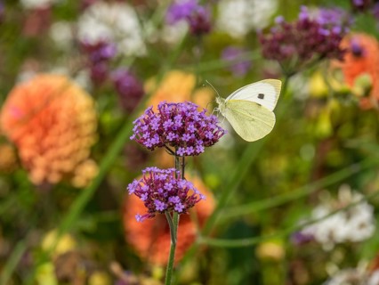 White butterfly on a purple flower against a colourful background in a summer garden, Bad
