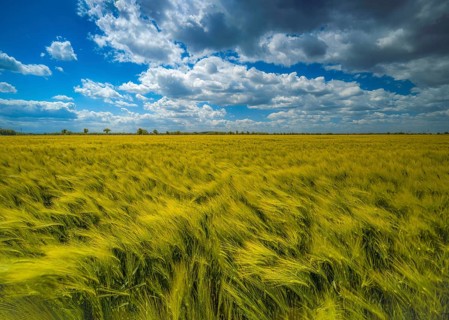 Grain field, barley field, field with barley, blue sky with cumulus clouds, Braunschweig, Lower